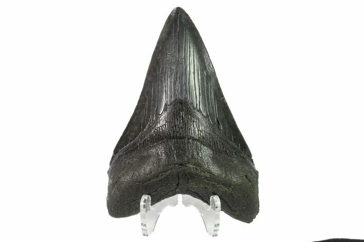 Fossil Megalodon Tooth - Lower Tooth #135451